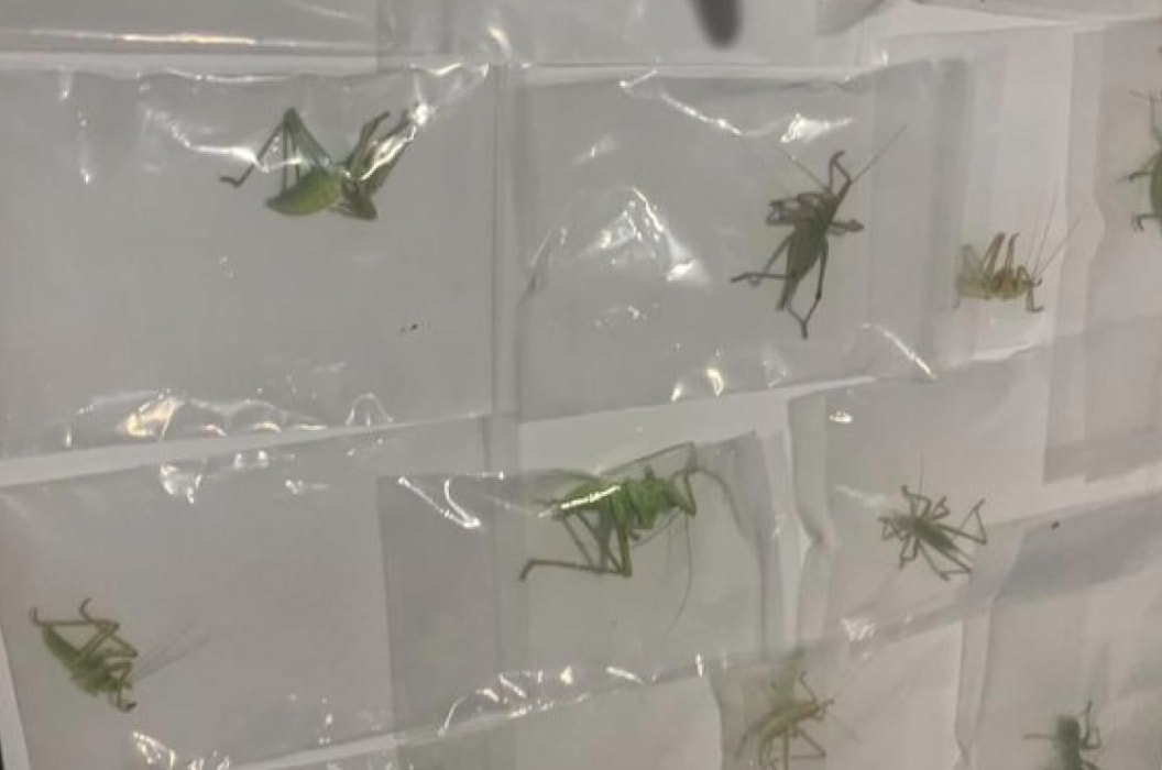 Çinliler neden bu çekirgelerin peşinde? Nemrut Dağı’ndaki sırrı ortaya çıktı