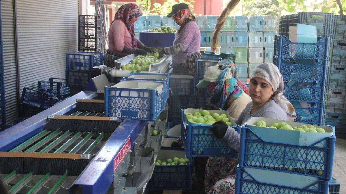 Kazdağları’nın beyaz altını: Tarlada kapış kapış gidiyor kilosu 100 lirayı gördü