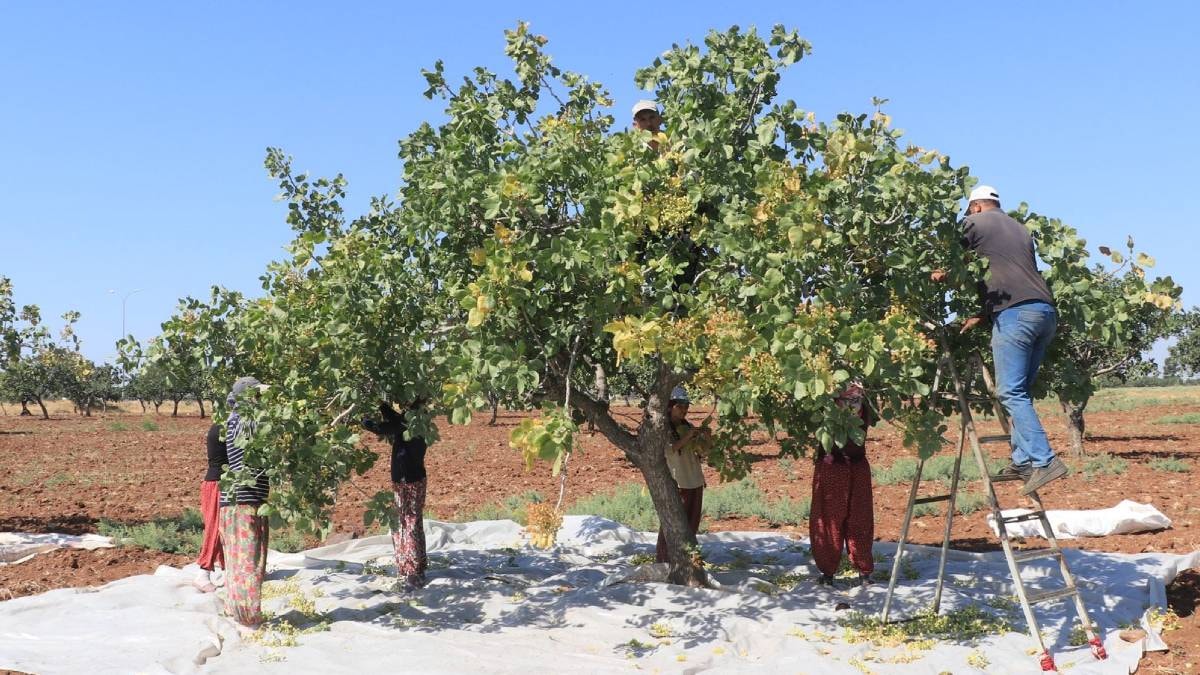 Yeşil altında hasat başladı: Öğlene kadar toplanıyor çiftçi bayram ediyor