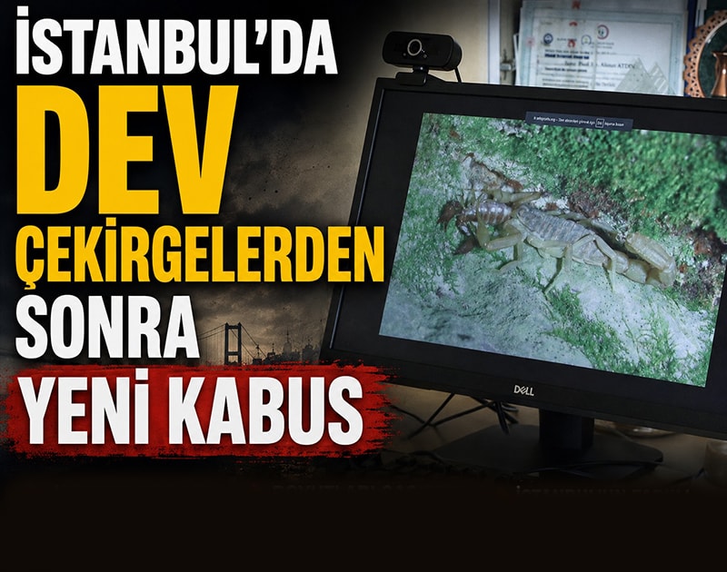 İstanbul'da dev çekirgelerden sonra yeni kabus