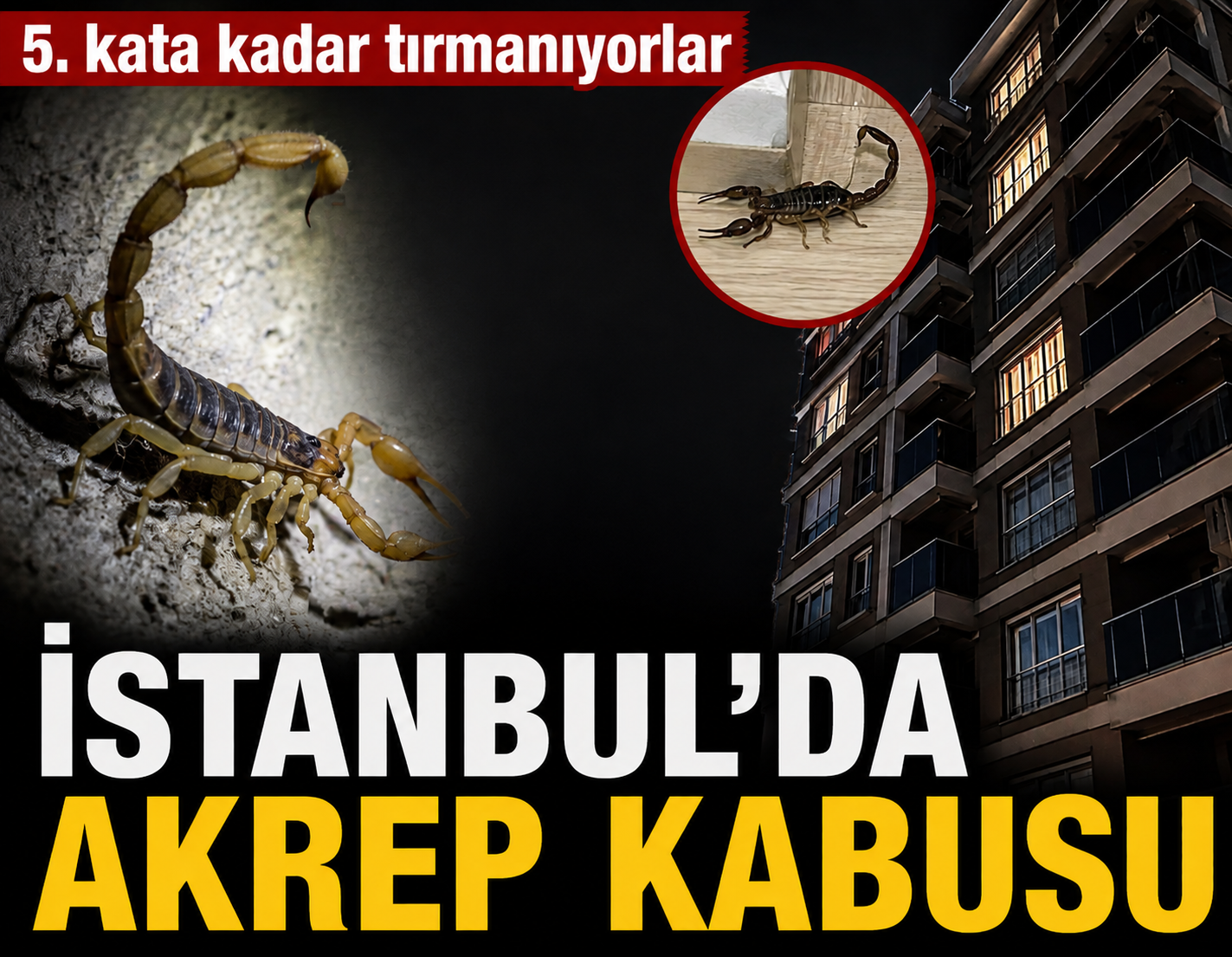 İstanbul'da akrep kabusu! 5. kata kadar çıkıyorlar