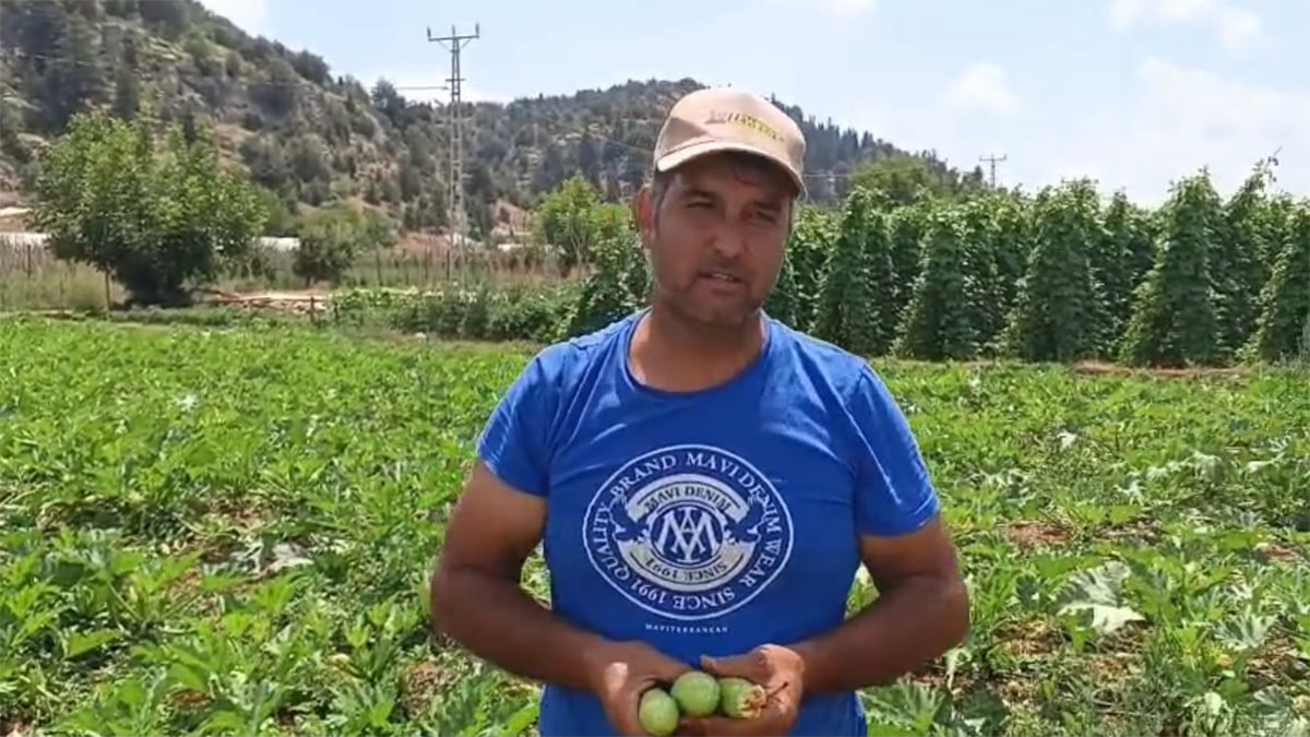 Mersin'de üreticiler isyan etti: Tarlada 15-38 TL, markette 90-138 TL