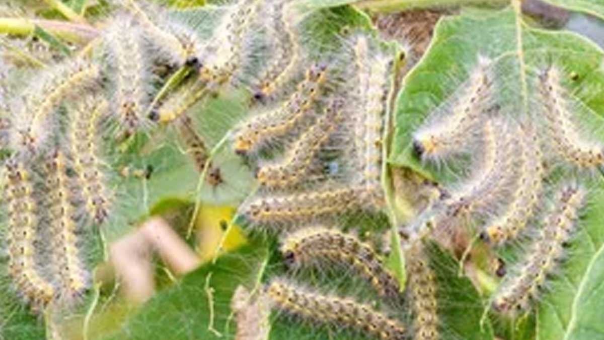 Almanya alarm verdi, rüzgarla Türkiye'ye kadar gelebilir: Dokunanı hastanelik eden yeni istila kapıda