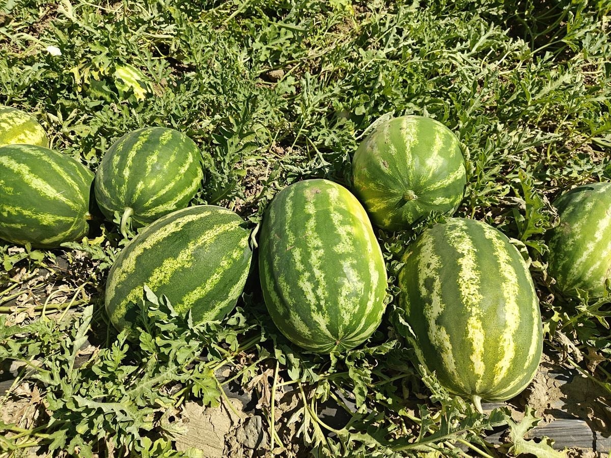 Muş Ovası'nda beklenen hasat başladı: Günde 20 tır yükleniyor