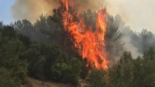Menteşe’de orman yangını