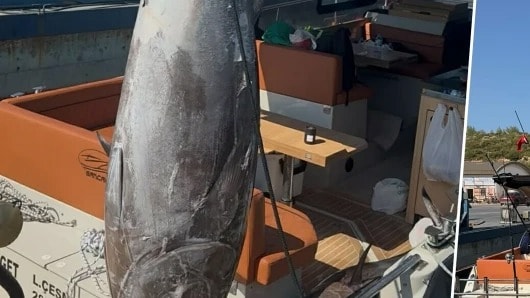İzmir'de denizden oltayla 55 dakika süren mücadele sonunda bu dev gibi canavarı yakaladı