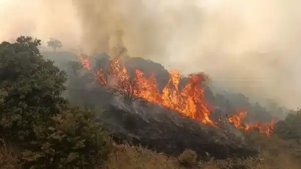 Orman yangınları soruşturmasında 12 kişi tutuklandı
