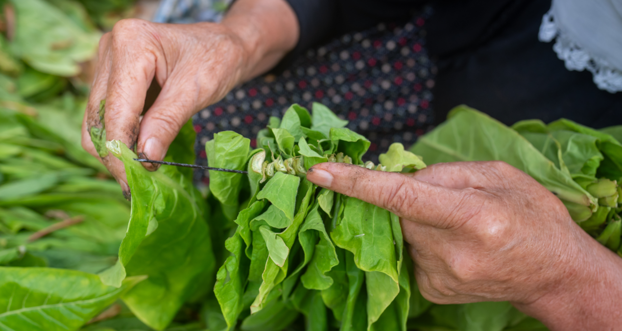 Los Productores De Tabaco De Türkiye Cosechan Sus Cultivos Con Un Minucioso Proceso De Ensartado De Hojas