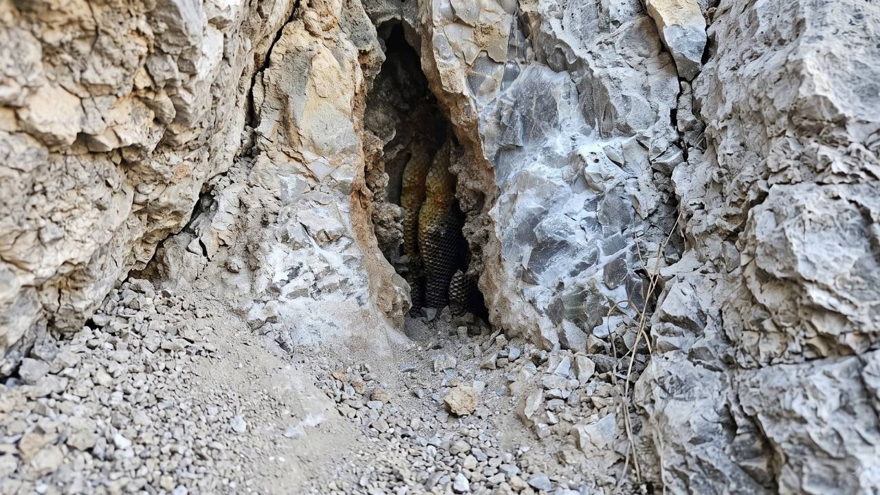 Toplamak cesaret istiyor kilosu 9 bin liradan satılıyor