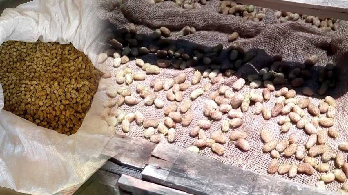 Türkiye'de her yerde yetişiyor ama 'süper gıda' diye en çok ABD'de satılıyor