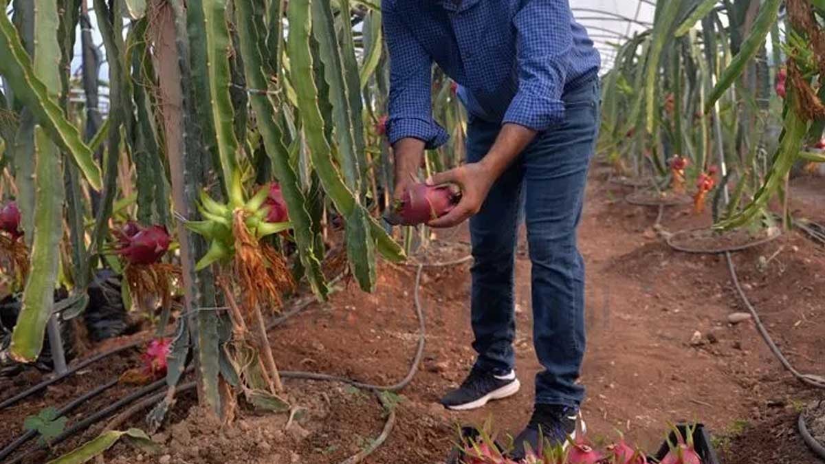 Son günlerin popüler meyvesi raflardan acilen toplatılıyor: Yetkililer çağrı yaptı