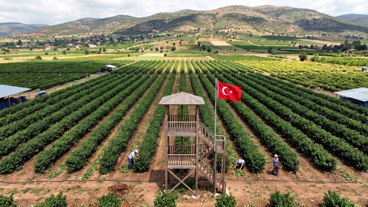 En pahalı hasat başladı: Damla damla işleniyor litresi 666 bin TL'ye satılıyor