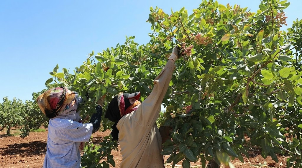 12 milyon ağaçtan hasat edilecek: Hedef 50 bin ton rekolte