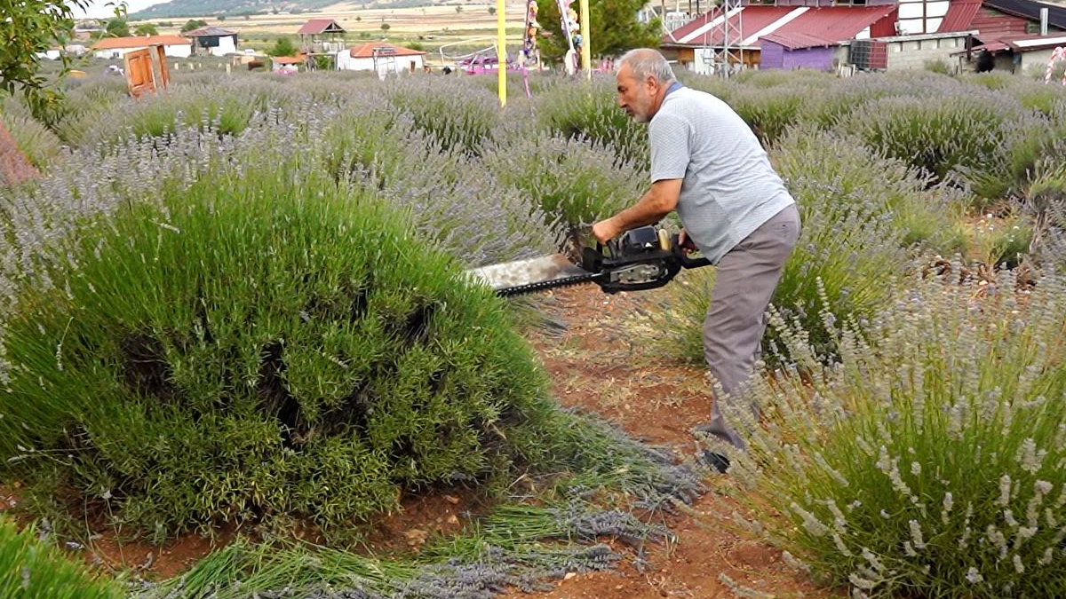 Mor tarlalarda hasat başladı: Ziyaretçi akını sürüyor