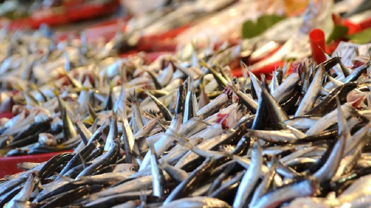 Hamsi mi yoksa sardalya mı hangi balık daha sağlıklı? 35 yıllık balıkçı açıkladı