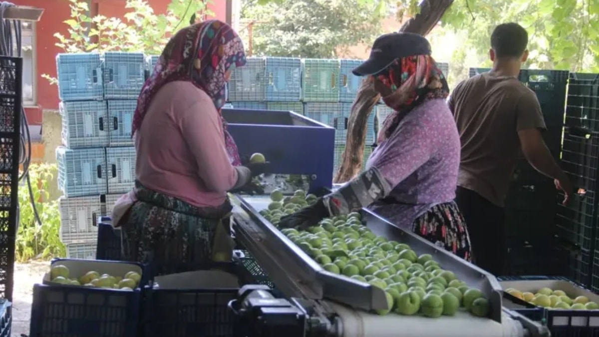 Yüzleri güldüren hasat başladı: Kilosu 100 TL'yi buluyor, 10 bin ton rekolte bekleniyor