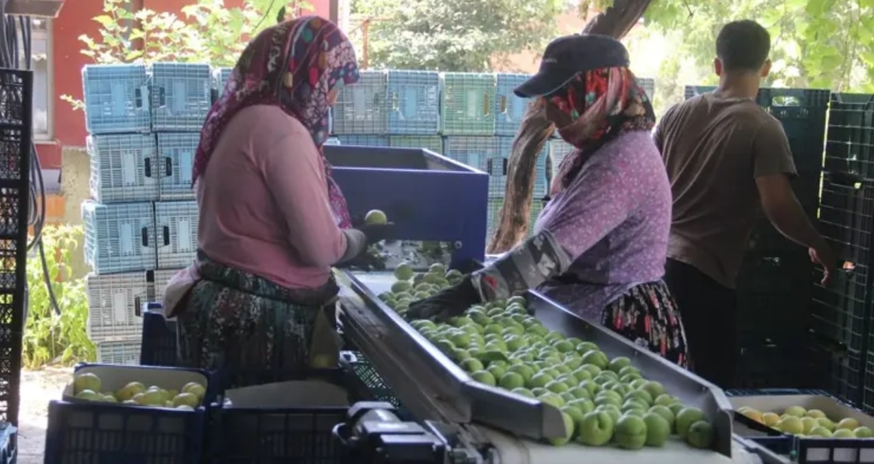 Yüzleri güldüren hasat başladı: Kilosu 100 TL'yi buluyor, 10 bin ton rekolte bekleniyor