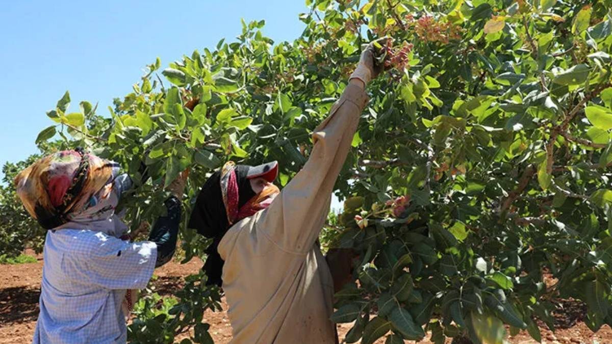 Hasat başladı mahsul dallardan taştı: Kilosu altınla yarışıyor