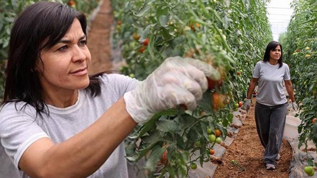 Bir kere ekiyor, haftada 2 kez topluyor: Her yerde yetişiyor, paraya para demiyor