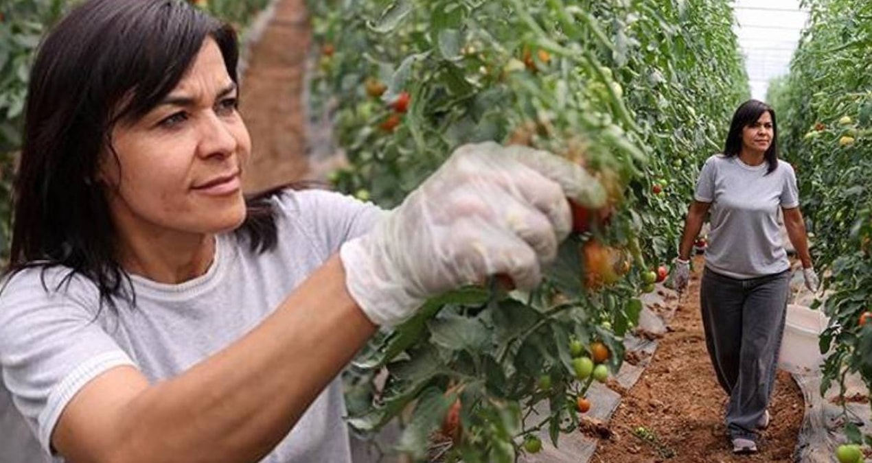 Bir kere ekiyor, haftada 2 kez topluyor: Her yerde yetişiyor, paraya para demiyor
