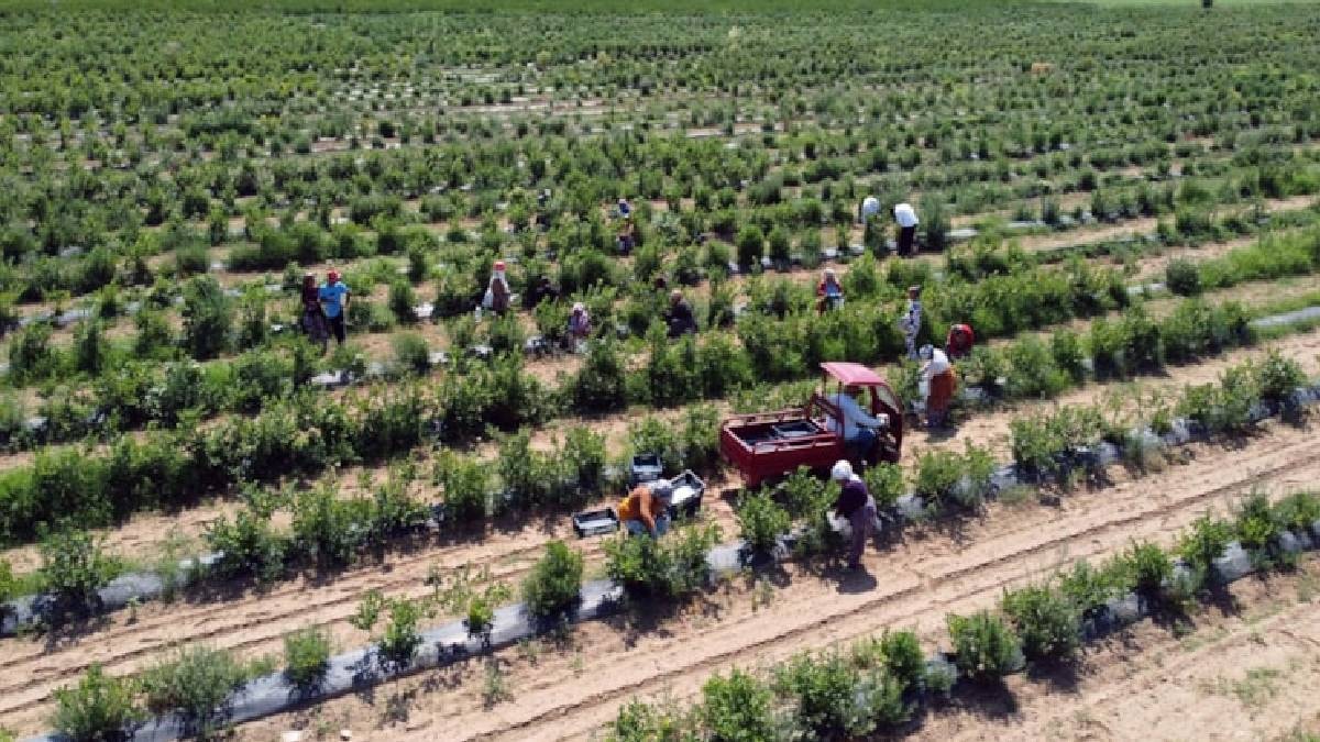 Karadeniz'de hasat başladı: 11 ay bakım yapıp 1 ay topluyorlar