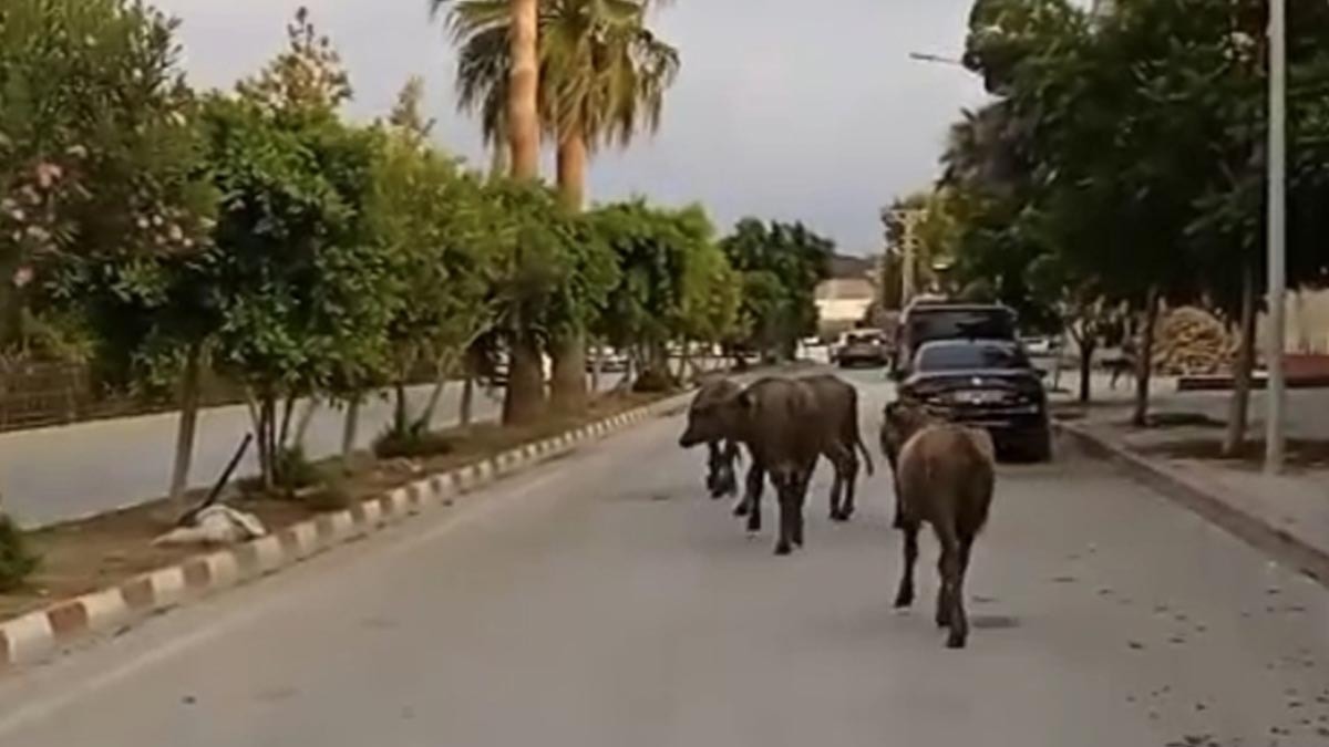 Başıboş halde şehre indiler: Sokağa çıkanlar gördüklerine şaşırdı