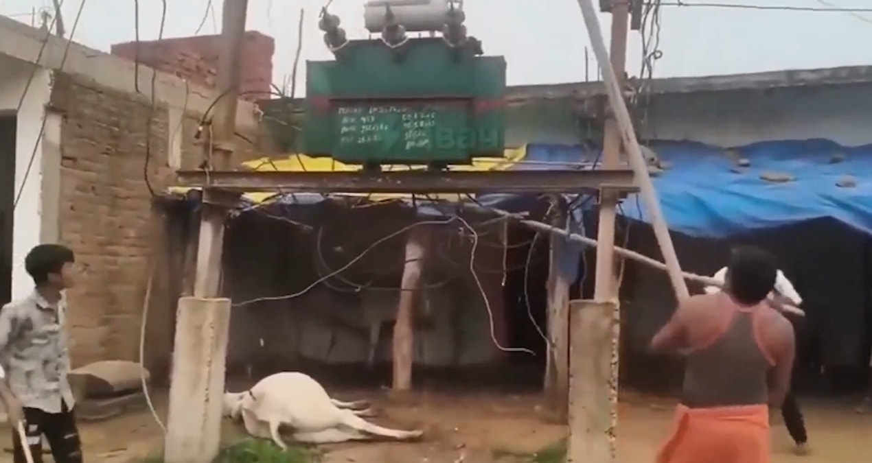 Hindistan'da elektrik akımına kapılan inek öldü; köylüler trafoya saldırdı