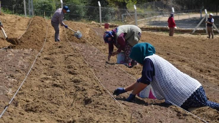 80 bin çiçekten yarım kilo çıkıyor: Kilosu 650 bin lira