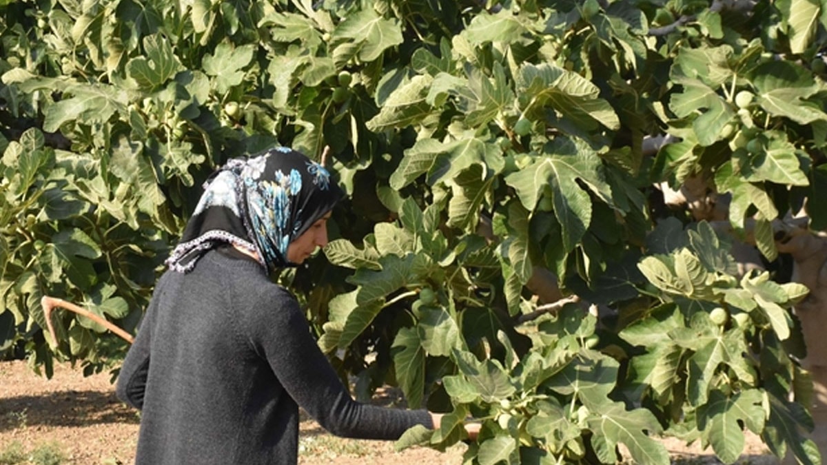 Dünyaca ünlü meyvenin Türkiye'de hasadı başladı: Kilosu 250 lira