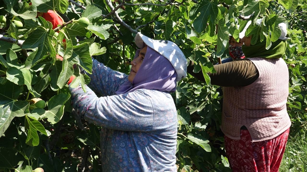 Beklenen hasat başladı: 1 ay toplanıyor kilosu altınla yarışıyor