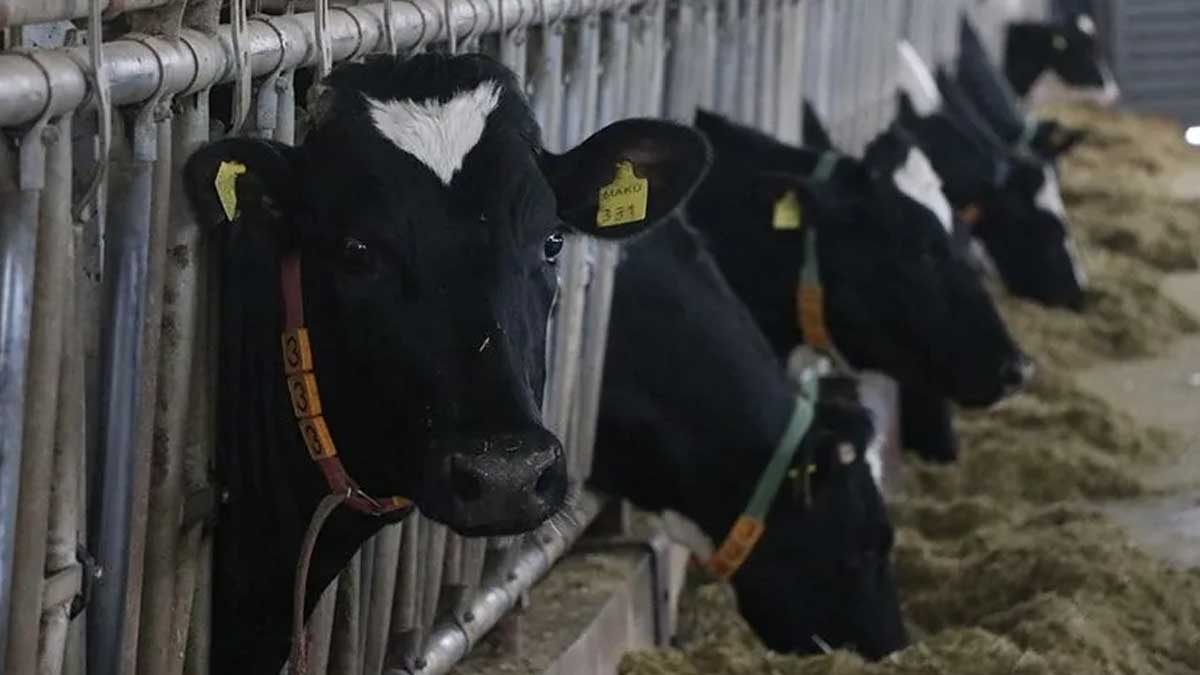 İnekleri artık otlatmıyorlar: Bu sistemle inek başına günde 43 litreye kadar süt alıyorlar