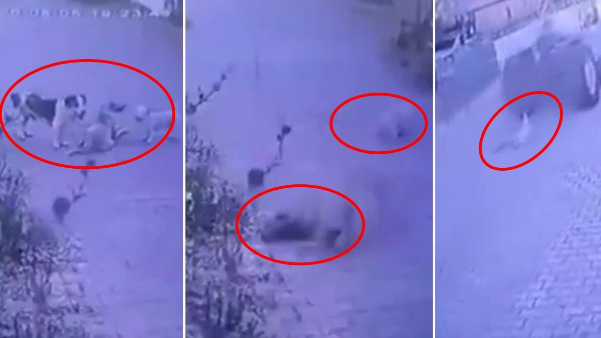 Sokak ortasında dehşet! Kendi halinde duran köpeklere ateş açtı