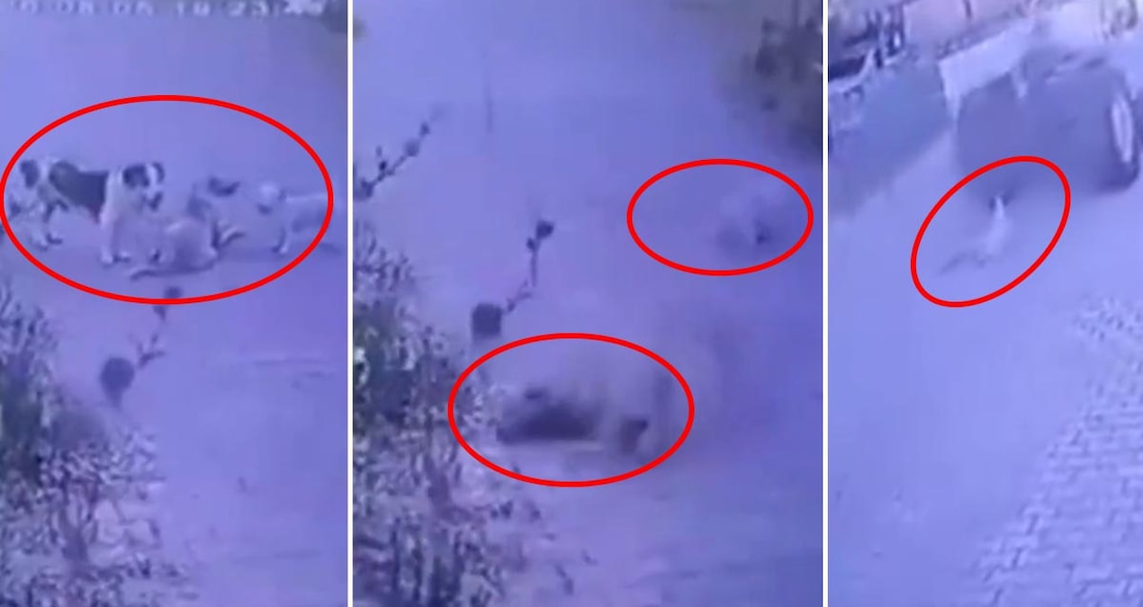 Kendi halinde duran köpeklere ateş açtı