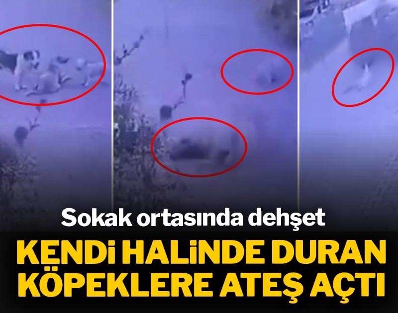 Sokak ortasında dehşet! Kendi halinde duran köpeklere ateş açtı