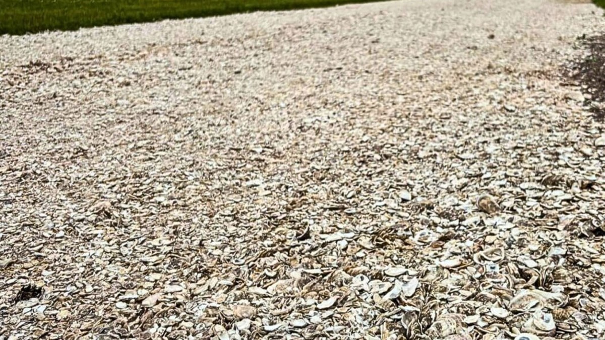 Çöpe atılıyordu hepsini toplayıp devasa bir kalkan kurdu