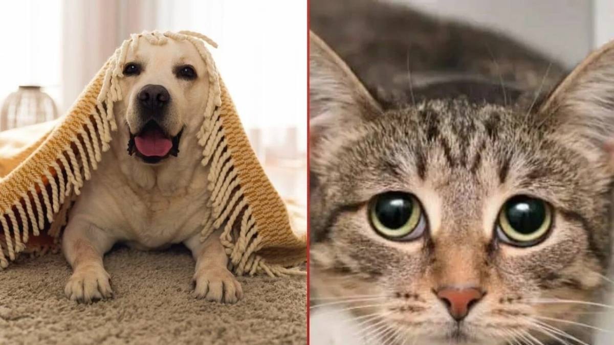 Evcil hayvanı olanlar diken üstünde: Kedi ve köpekler bugün işaret veriyor