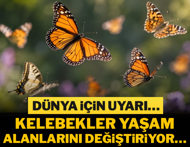 Doğadan dünya için ürküten uyarı… Kelebekler yaşam alanlarını değiştiriyor…