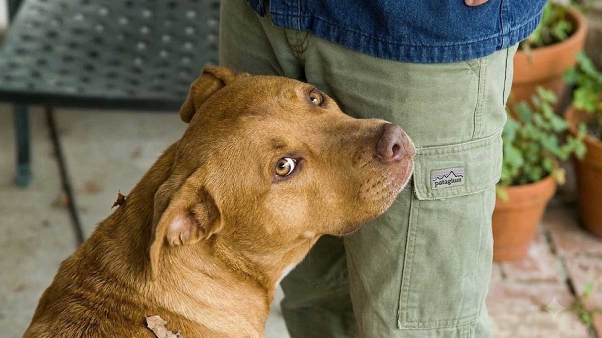 Köpekler neden insanların kasıklarını koklamayı sever? Bu davranışın basit bir açıklaması var