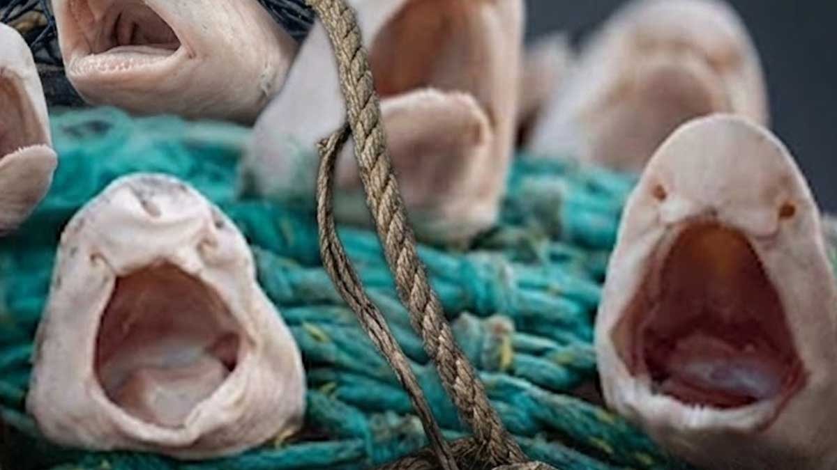 Hepsi aynı noktada ölü bulundu