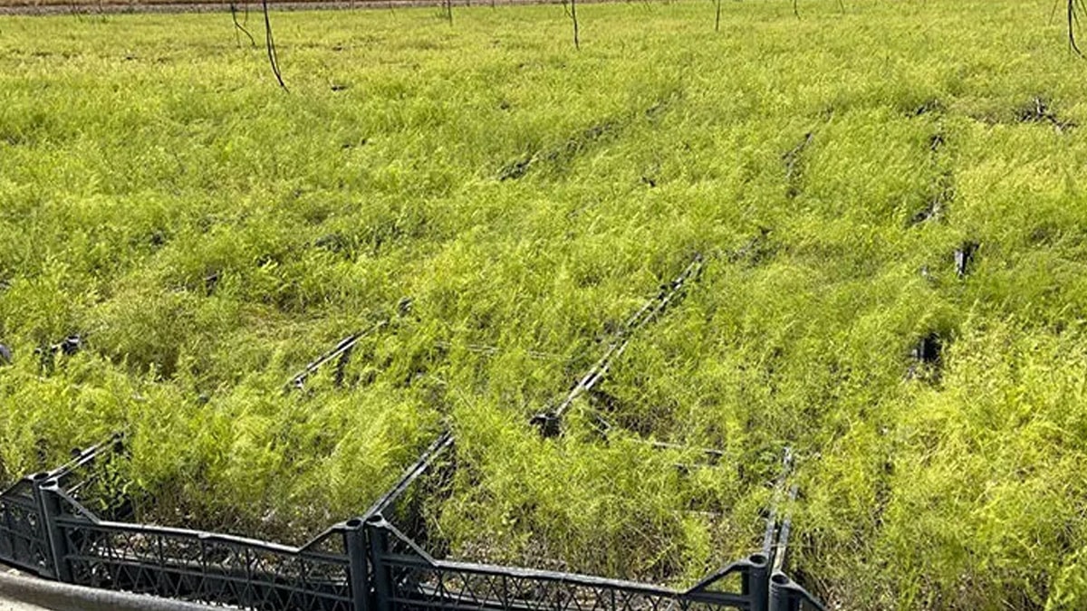Bahçesine eken 2 yıl bekliyor 20 yıl hasat ediyor: Kilosu 1200 lira