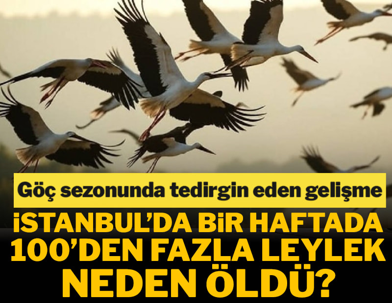 Göç sezonu başladı! İstanbul’da bir haftada 100’den fazla leylek neden öldü?