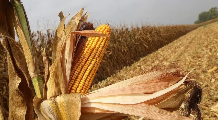 El Nino mısırı vurdu: Fiyatlar 3 yılın zirvesini gördü