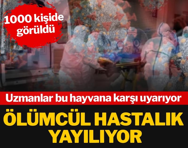 Uzmanlar bu hayvana karşı uyarıyor: Ölümcül hastalık yayılıyor: 1000 kişide görüldü