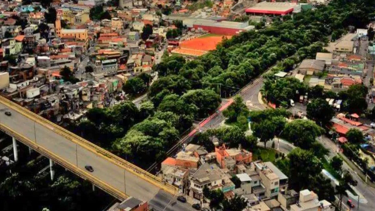 Tek başına asfaltın ortasına 41 bin ağaçlık orman kurdu