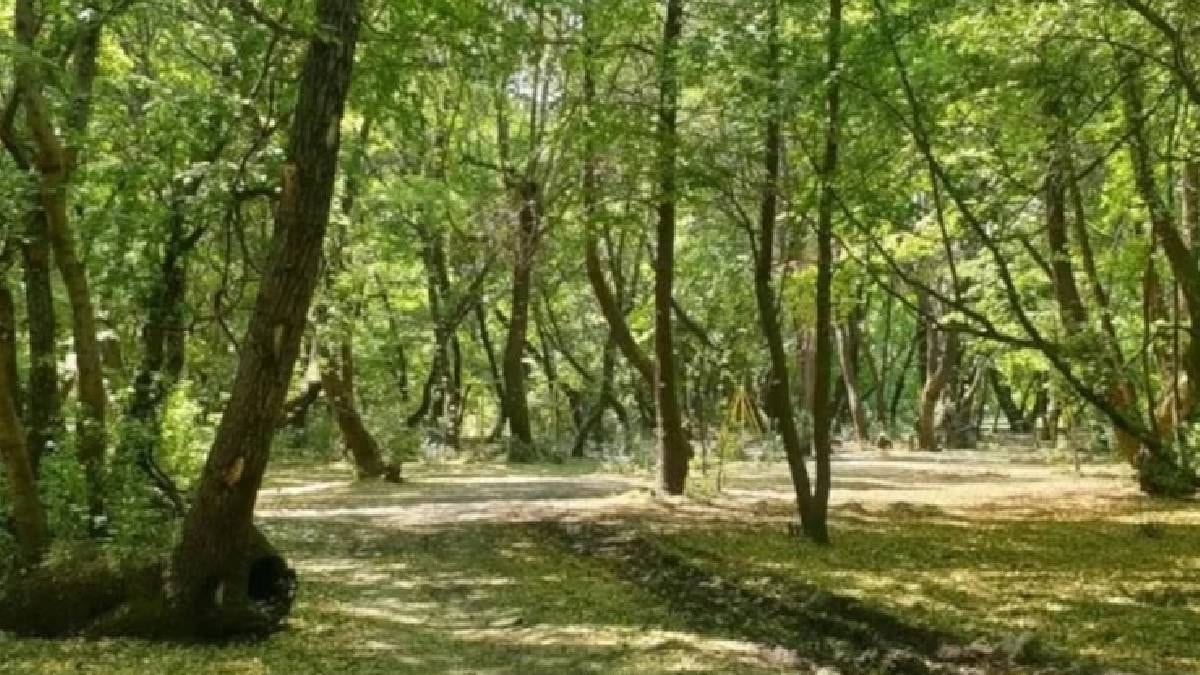 4 saat ormanı dinledi kulaklarını kaybetti