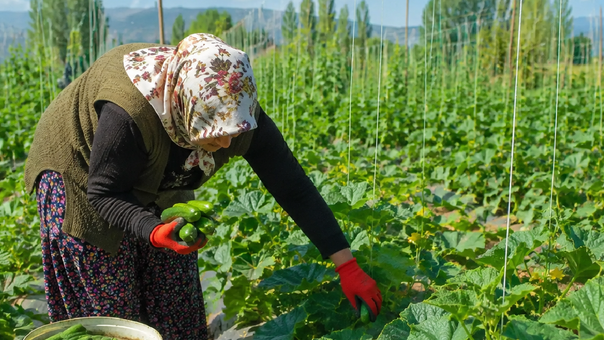 Yazın en bereketli sebzesi: Dalından aldıkça yenisi geliyor