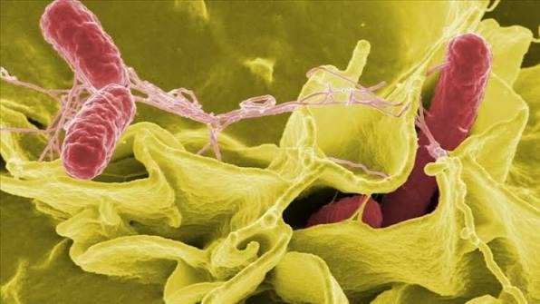 İngiltere'de salmonella salgını: Vaka sayısı 500'e yaklaştı, 2 kişi hayatını kaybetti