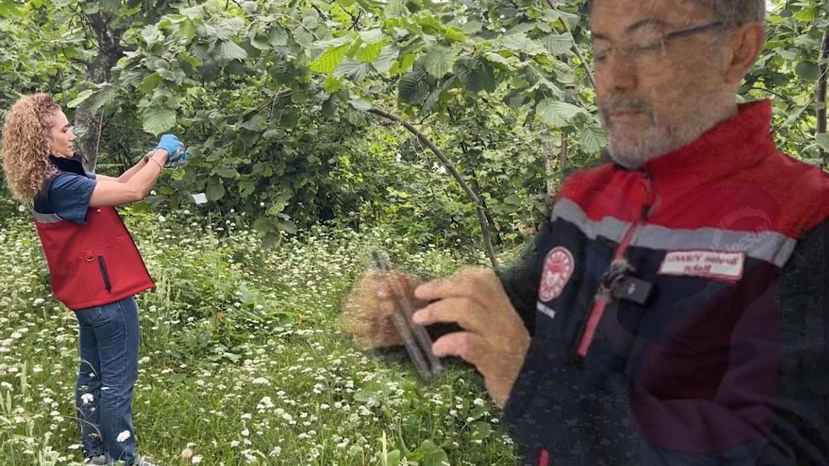 1 milyon 650 bin samuray arısı doğaya salındı