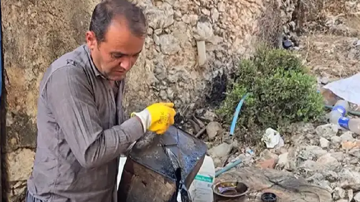 Dağlardan topluyor, varilde işliyor: Kilosu 1000 liradan satılıyor