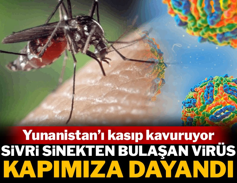 Sivri sinekten bulaşan virüs kapımıza dayandı! Yunanistan'ı kasıp kavuruyor
